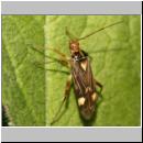 Rhabdomiris striatellus - Weichwanze 04.jpg